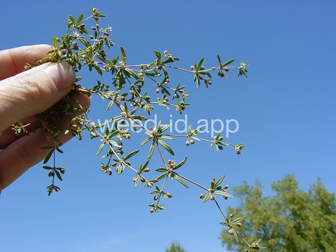 carpetweed